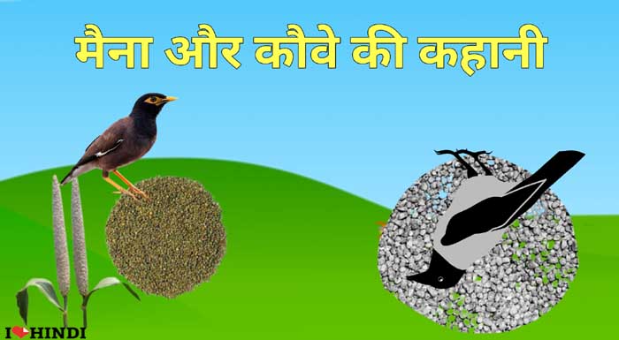 maina aur kau aki kahani